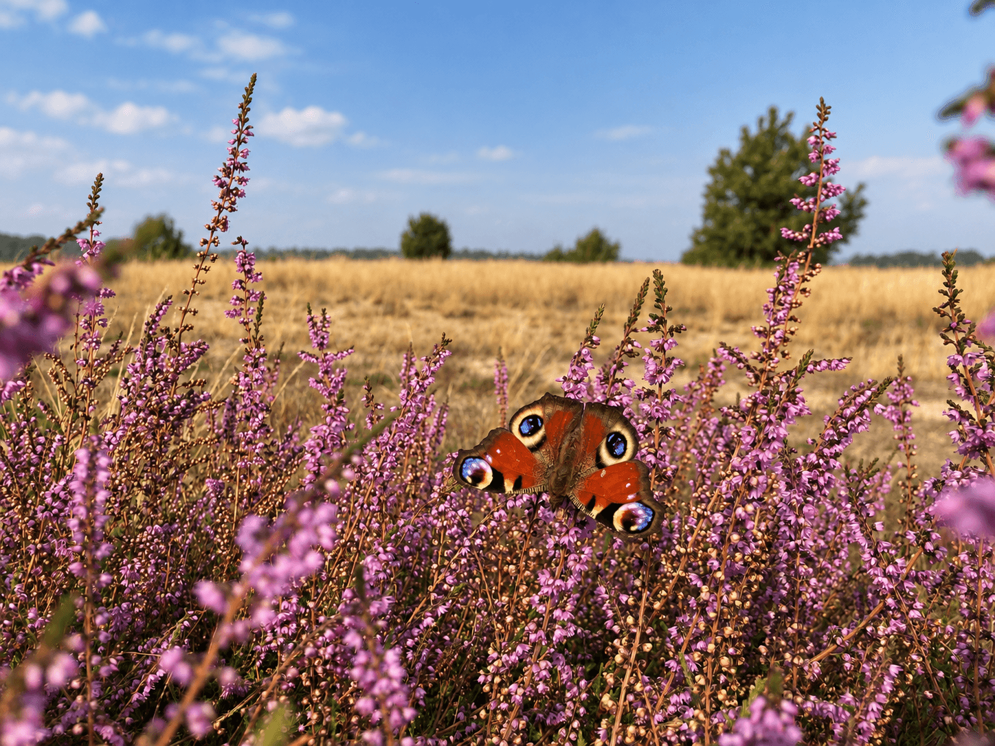 Boswachterspad Bos en Heide: stuifduinen in boswachterij Sint Anthonis