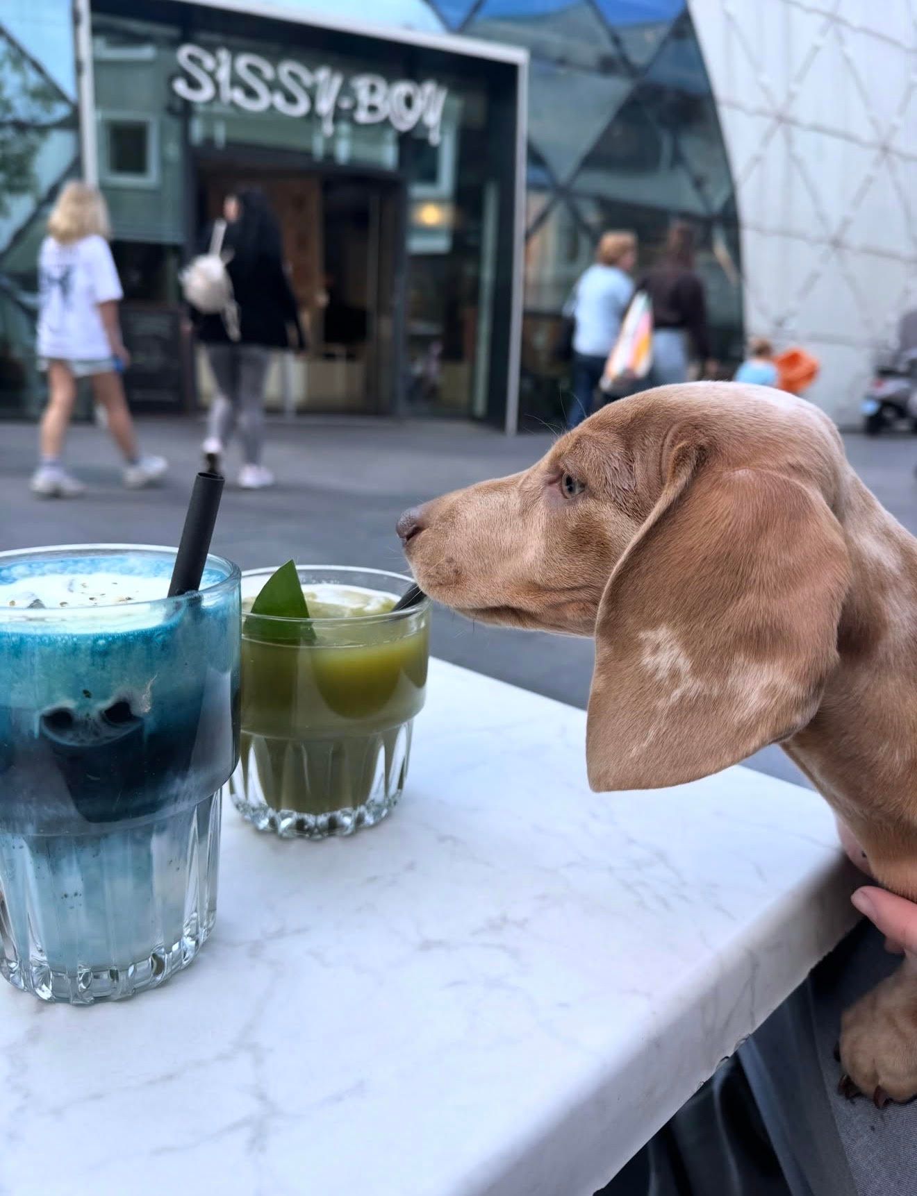 The Happiness Café Eindhoven: gezond brunchen met je hond